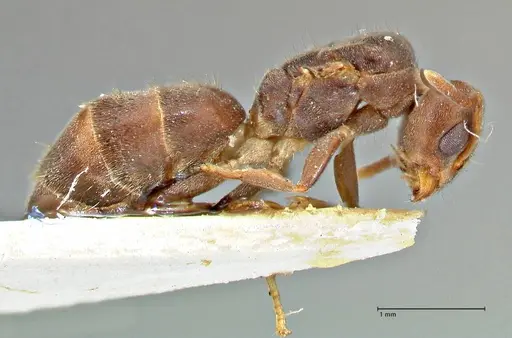 Technomyrmex laurenti - FOCOL2858