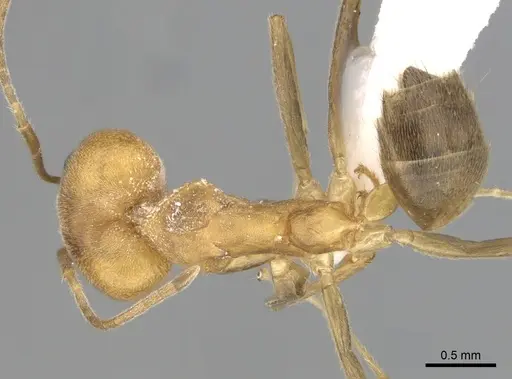 Technomyrmex lisae specimen