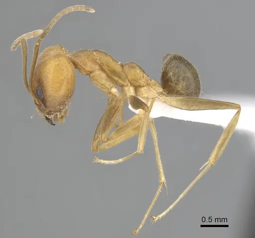 Technomyrmex lisae specimen