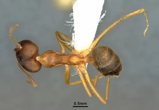 Technomyrmex lisae - CASENT0886060