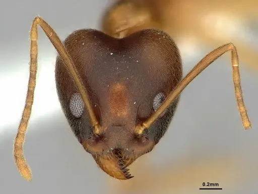 Technomyrmex lisae - CASENT0886060