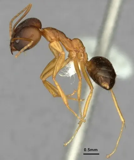 Technomyrmex lisae - CASENT0886060