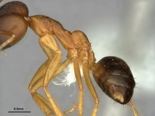 Technomyrmex lisae - CASENT0886060