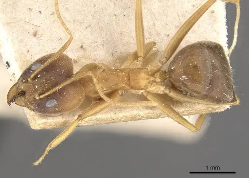 Technomyrmex lisae - CASENT0909802