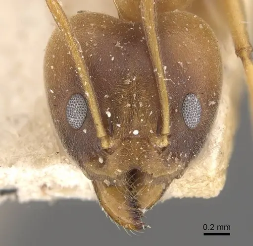 Technomyrmex lisae - CASENT0909802