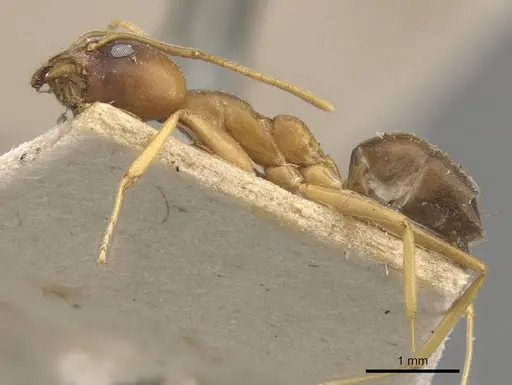 Technomyrmex lisae - CASENT0909802