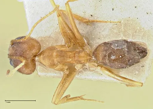 Technomyrmex lisae - FOCOL2883