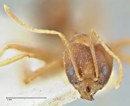 Technomyrmex lisae - FOCOL2883