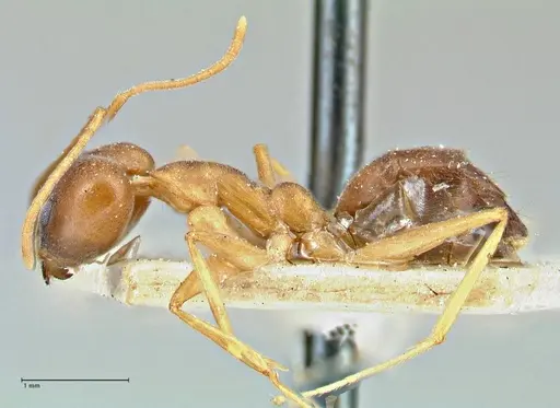 Technomyrmex lisae - FOCOL2883