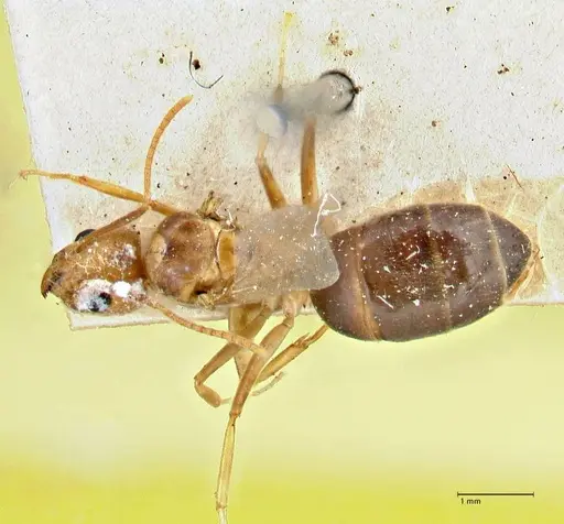 Technomyrmex lisae - FOCOL2884