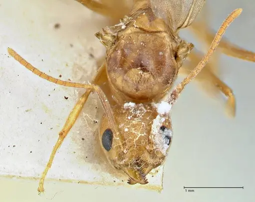 Technomyrmex lisae - FOCOL2884