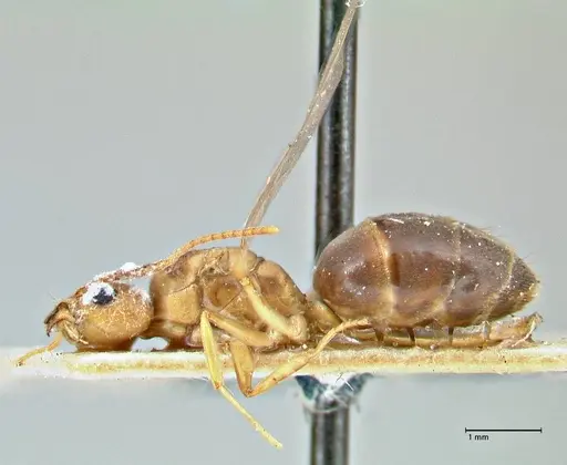 Technomyrmex lisae - FOCOL2884