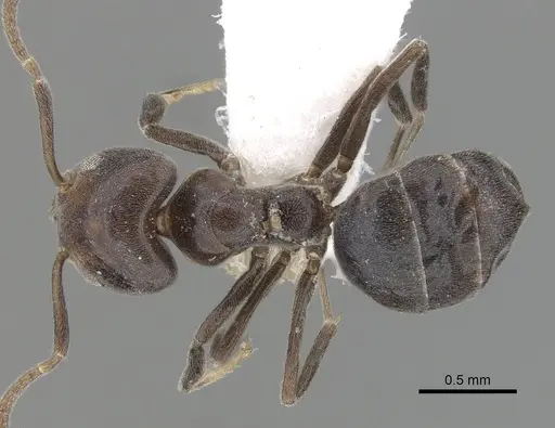Technomyrmex lujae specimen