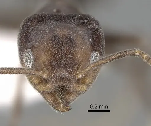 Technomyrmex lujae specimen