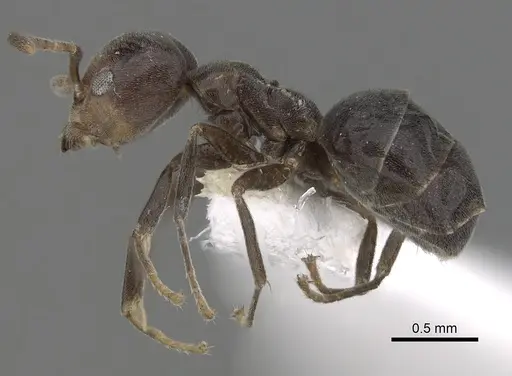 Technomyrmex lujae specimen