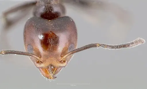 Technomyrmex lujae - CASENT0417897