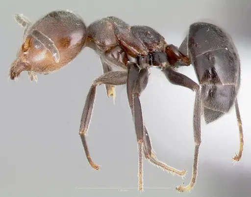 Technomyrmex lujae - CASENT0417897