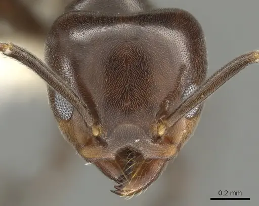 Technomyrmex lujae - CASENT0900324