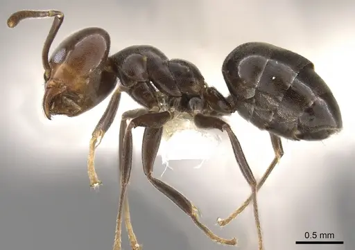 Technomyrmex lujae - CASENT0900324