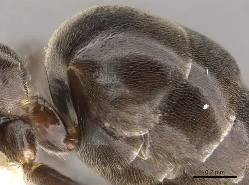 Technomyrmex lujae - CASENT0900324