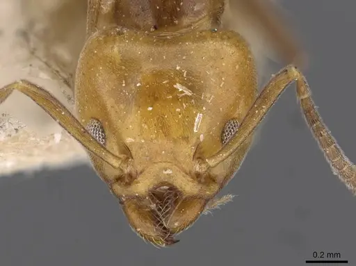 Technomyrmex lujae - CASENT0909756