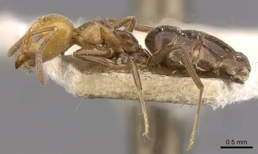 Technomyrmex lujae - CASENT0909756