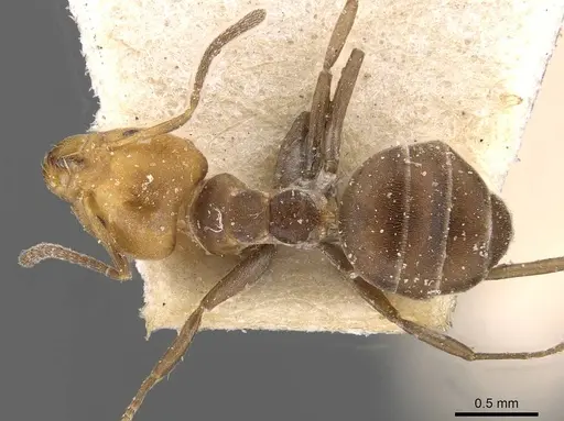 Technomyrmex lujae - CASENT0909757