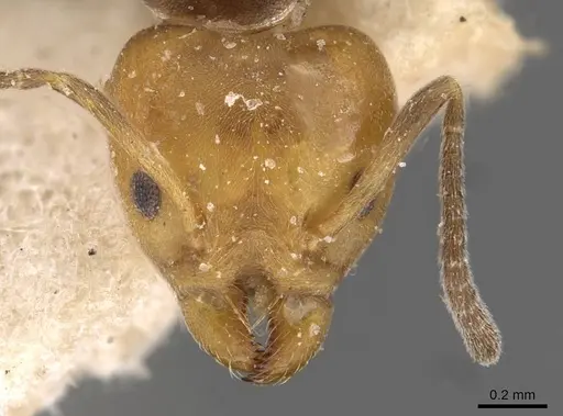 Technomyrmex lujae - CASENT0909757