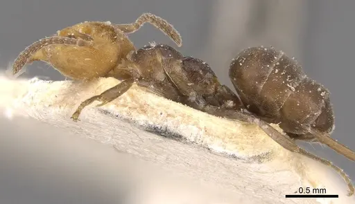 Technomyrmex lujae - CASENT0909757