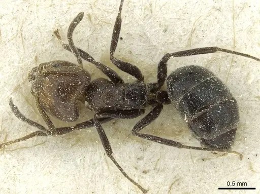 Technomyrmex lujae - CASENT0911588