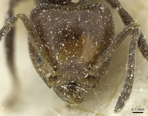 Technomyrmex lujae - CASENT0911588