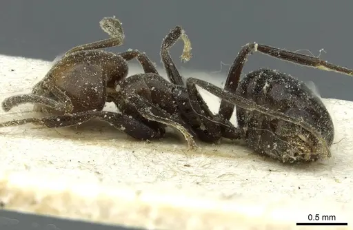 Technomyrmex lujae - CASENT0911588