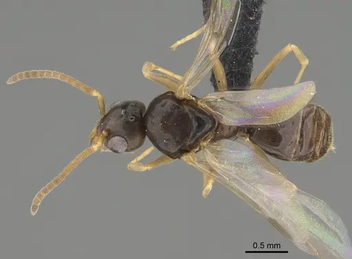 Technomyrmex madecassus specimen