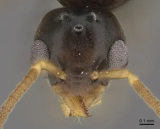 Technomyrmex madecassus specimen