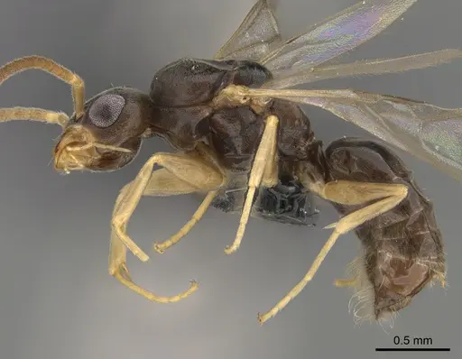 Technomyrmex madecassus specimen