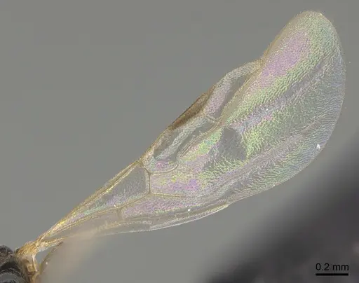 Technomyrmex madecassus - CASENT0049658