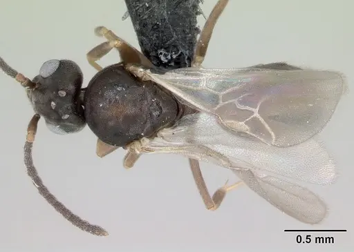 Technomyrmex madecassus - CASENT0049870