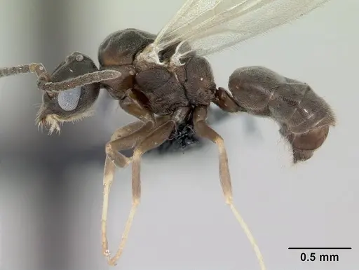 Technomyrmex madecassus - CASENT0049870