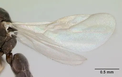 Technomyrmex madecassus - CASENT0049870