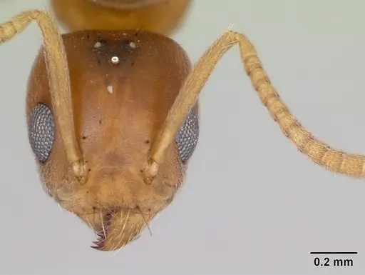 Technomyrmex madecassus - CASENT0082702