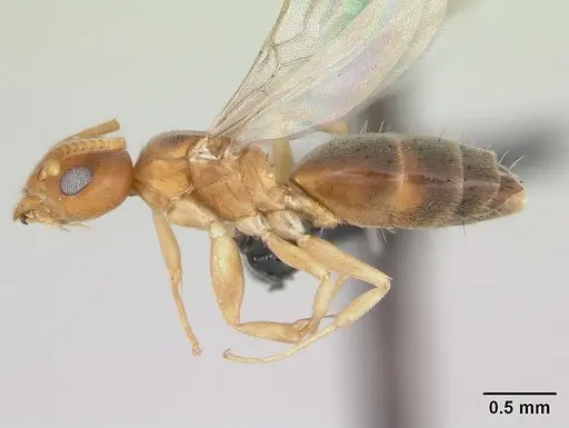 Technomyrmex madecassus - CASENT0082702