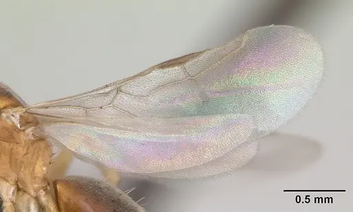 Technomyrmex madecassus - CASENT0082702