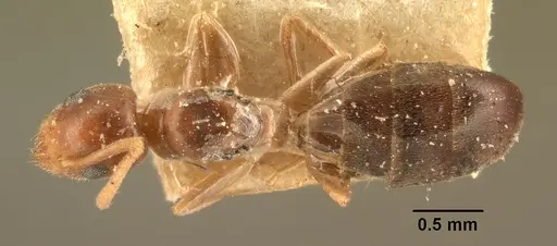 Technomyrmex madecassus - CASENT0101555