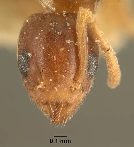 Technomyrmex madecassus - CASENT0101555