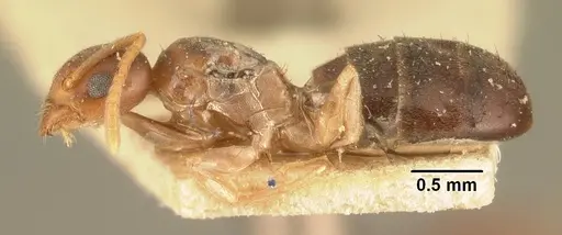 Technomyrmex madecassus - CASENT0101555