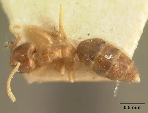 Technomyrmex madecassus - CASENT0101614