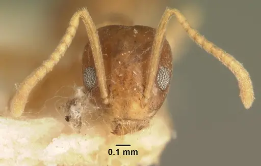 Technomyrmex madecassus - CASENT0101614
