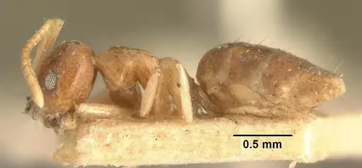 Technomyrmex madecassus - CASENT0101614