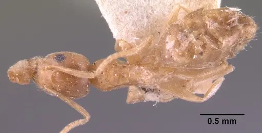 Technomyrmex madecassus - CASENT0101636