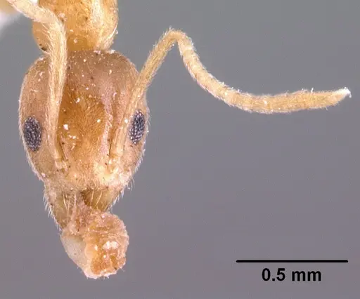 Technomyrmex madecassus - CASENT0101636